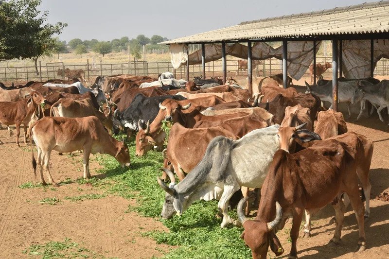 Gau Seva