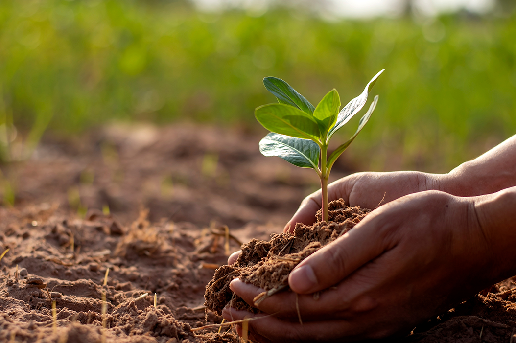 Support Tree Plantation